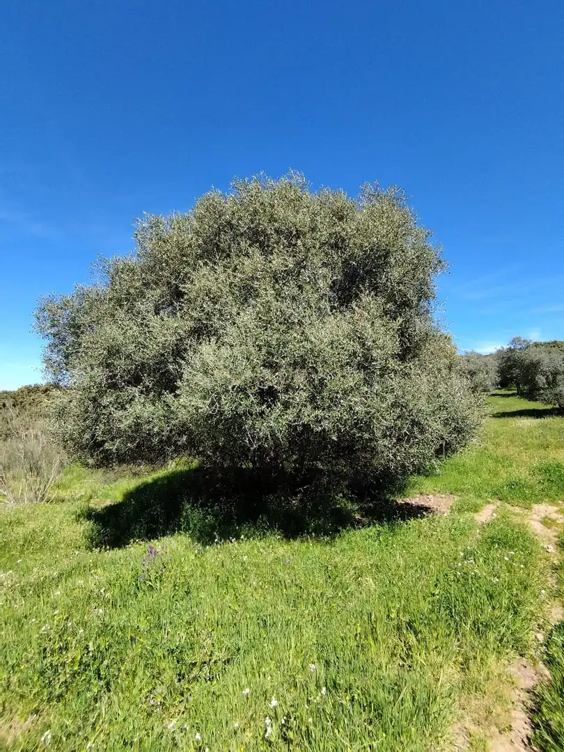 Terreni e lotti in vendita a 06430 Zalamea de la Serena, Spain, imagen 7