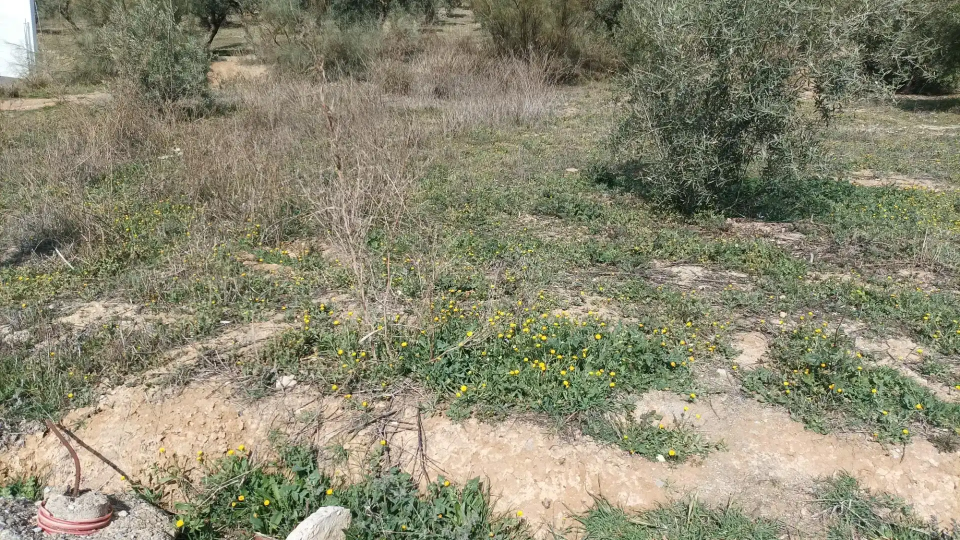 Finca rústica en venta en Atarfe