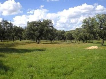 Terreno residenziale in vendita a Peñarroya-Pueblonuevo