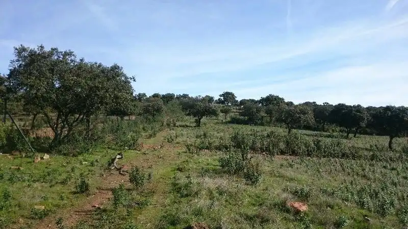Land for sale in Salorino