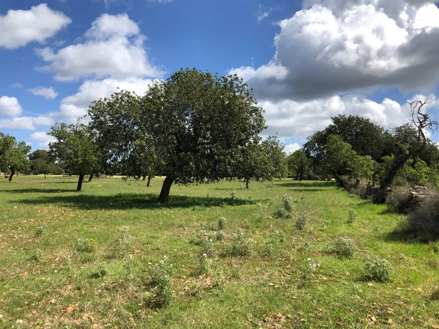 Lands and plots for sale in S'Horta - Cas Concos des Cavaller - Es Carritxó, imagen 10