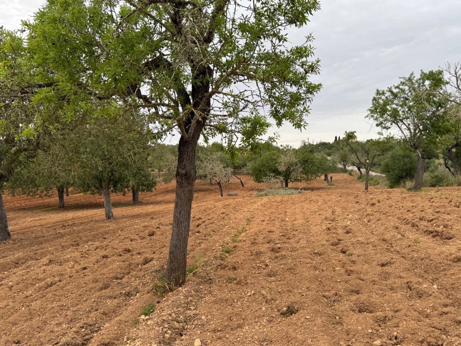 Land for sale in Porreres