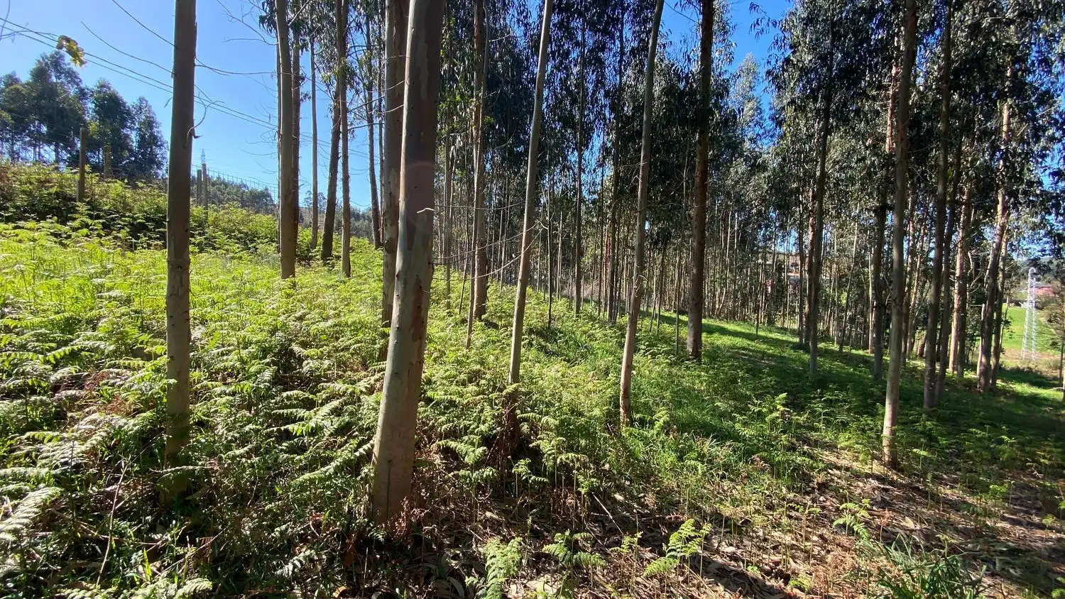 Terreni e lotti in vendita a Rúa Camiño dos Muiños 18, imagen 18