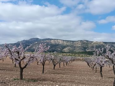 Terreno residencial en venta en El Pinós / Pinoso