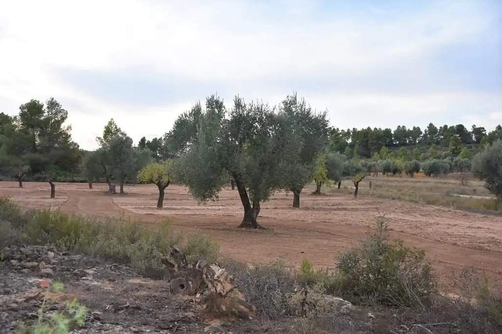 Terreni e lotti in vendita a Valderrobres