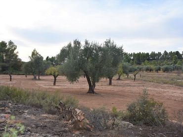Terreny rústic en venda a Valderrobres