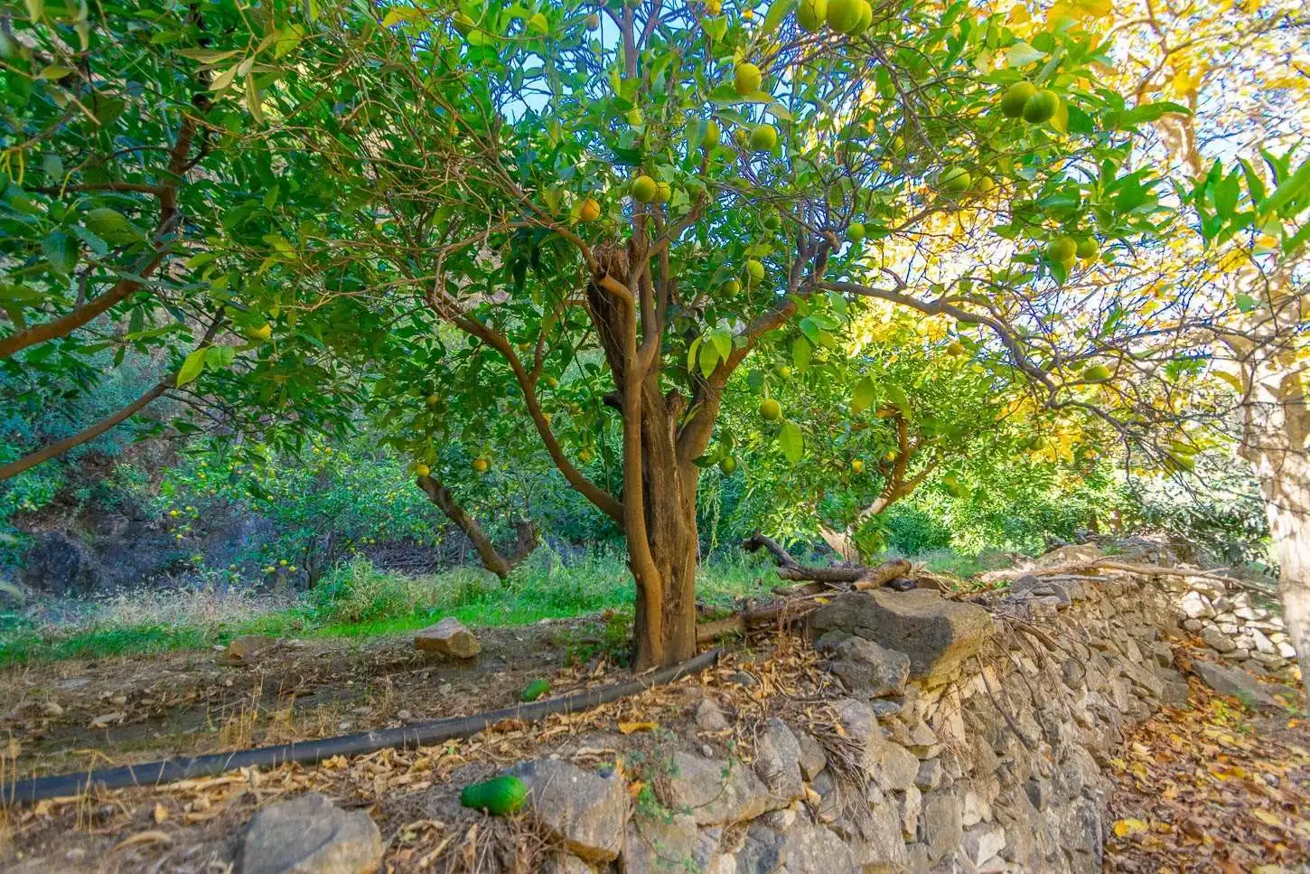 Terreny rústic en venda a Canillas de Albaida