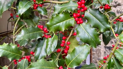 Foto 5 de Finca rústica en venta en Camí D'ull de Ter, 13, Setcases, Girona