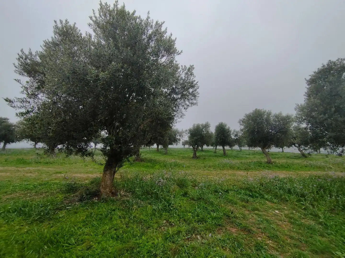 Finca rústica en venta en Aitona