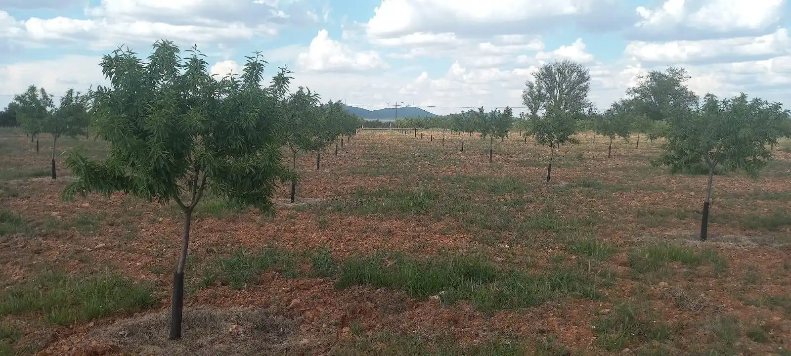 Rural land for sale in Valdepeñas
