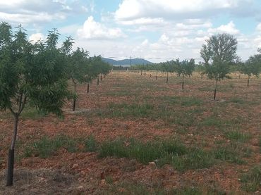 Rustikales Grundstück zum Verkauf in Valdepeñas