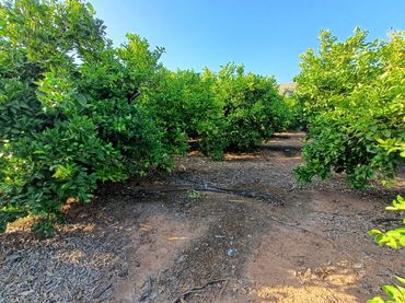 Rustikales Grundstück zum Verkauf in PARTIDA SERRA PERENCHISA