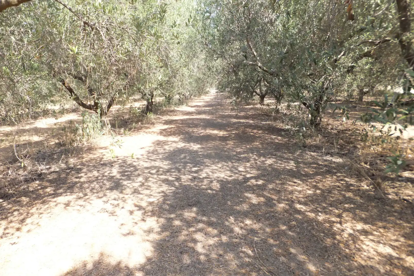 Terreno rústico en venta en Vial Camino 20, imagen 17