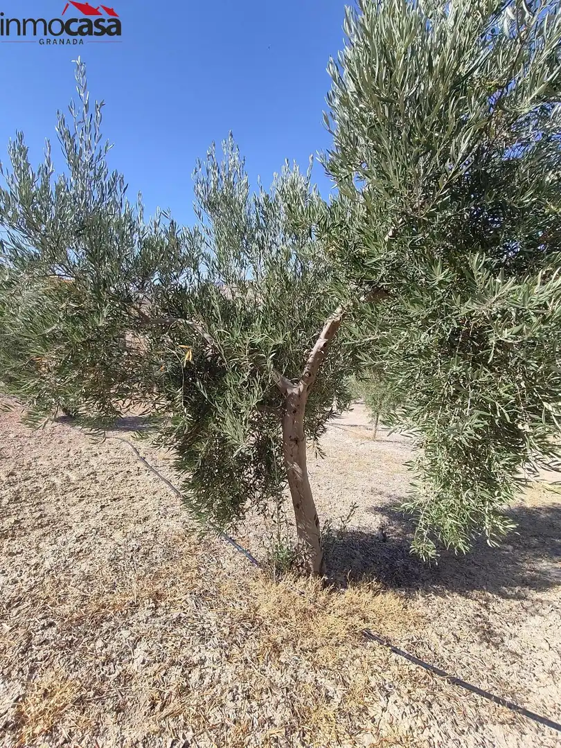 Rural land for sale in Santa Cruz del Comercio, imagen 16