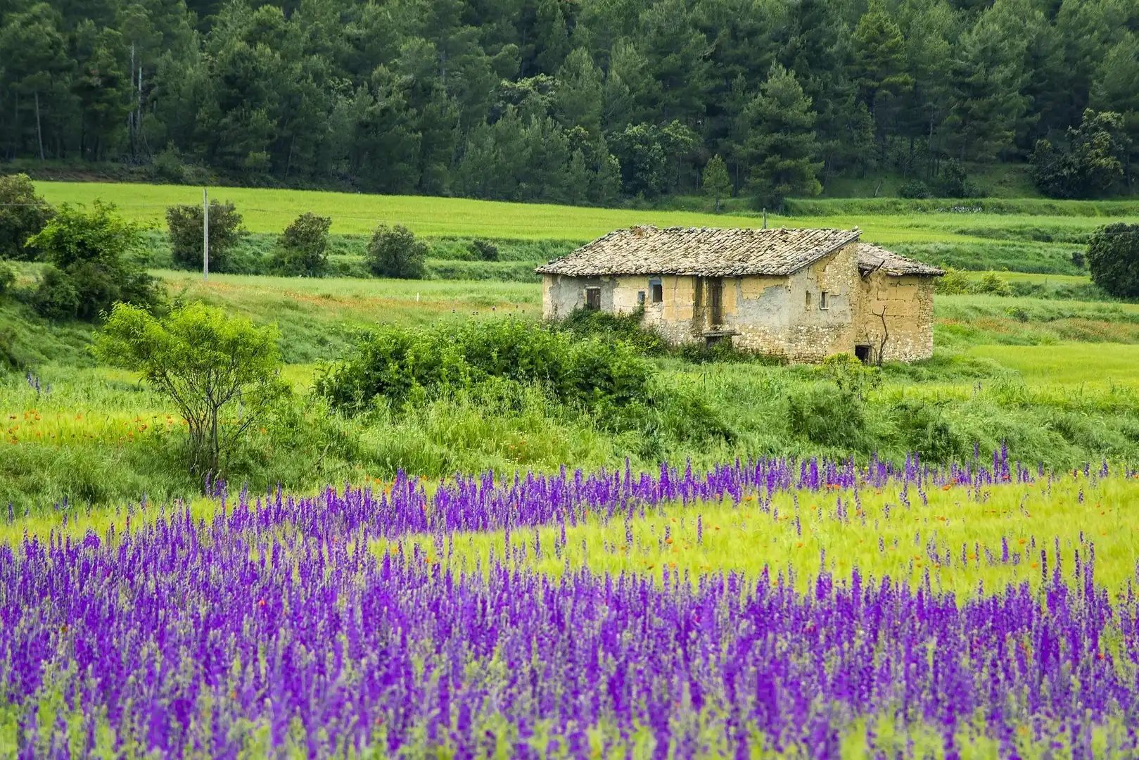 Finca rústica en venta en Bonavista