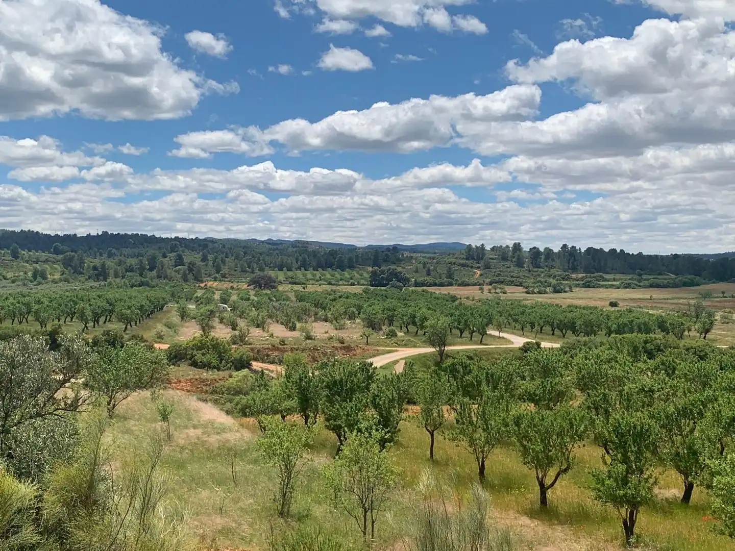 Terrain résidentiel à vendre à Ayora