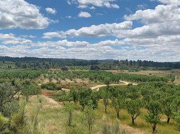 Terreno residenziale in vendita a Ayora