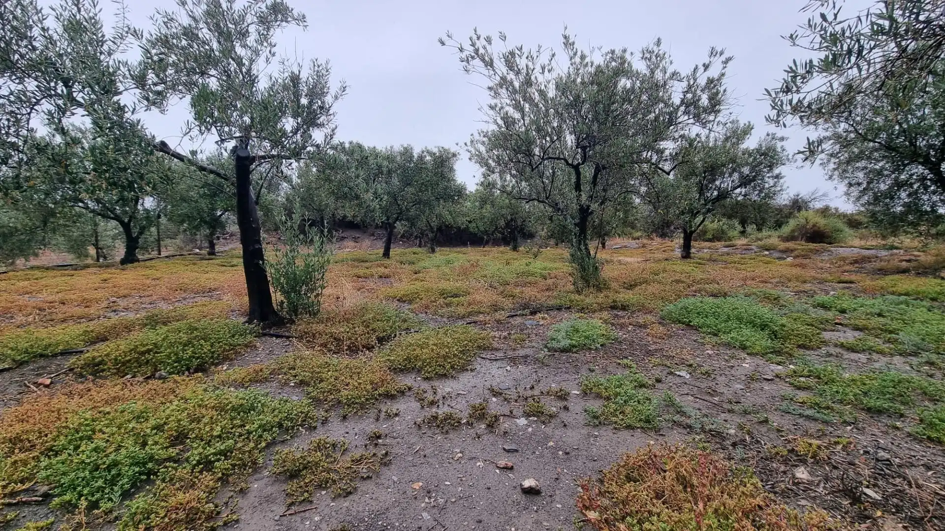 Finca rústica en venta en Tabernas