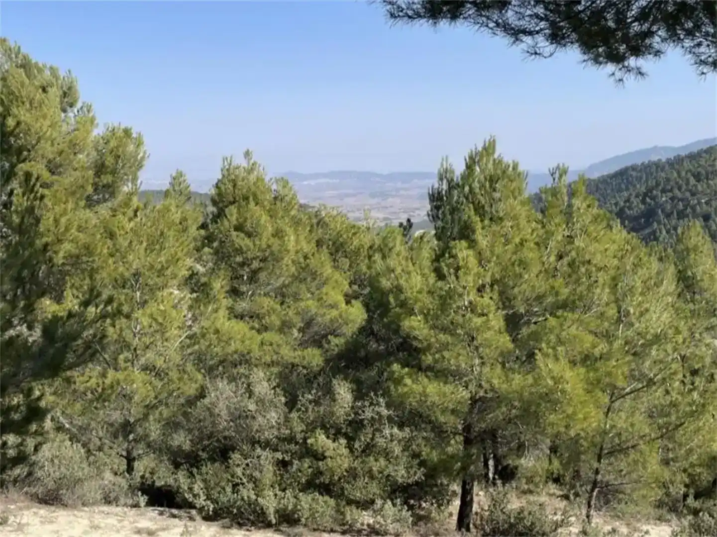 Finca rústica en venda en Mula amb Balcó