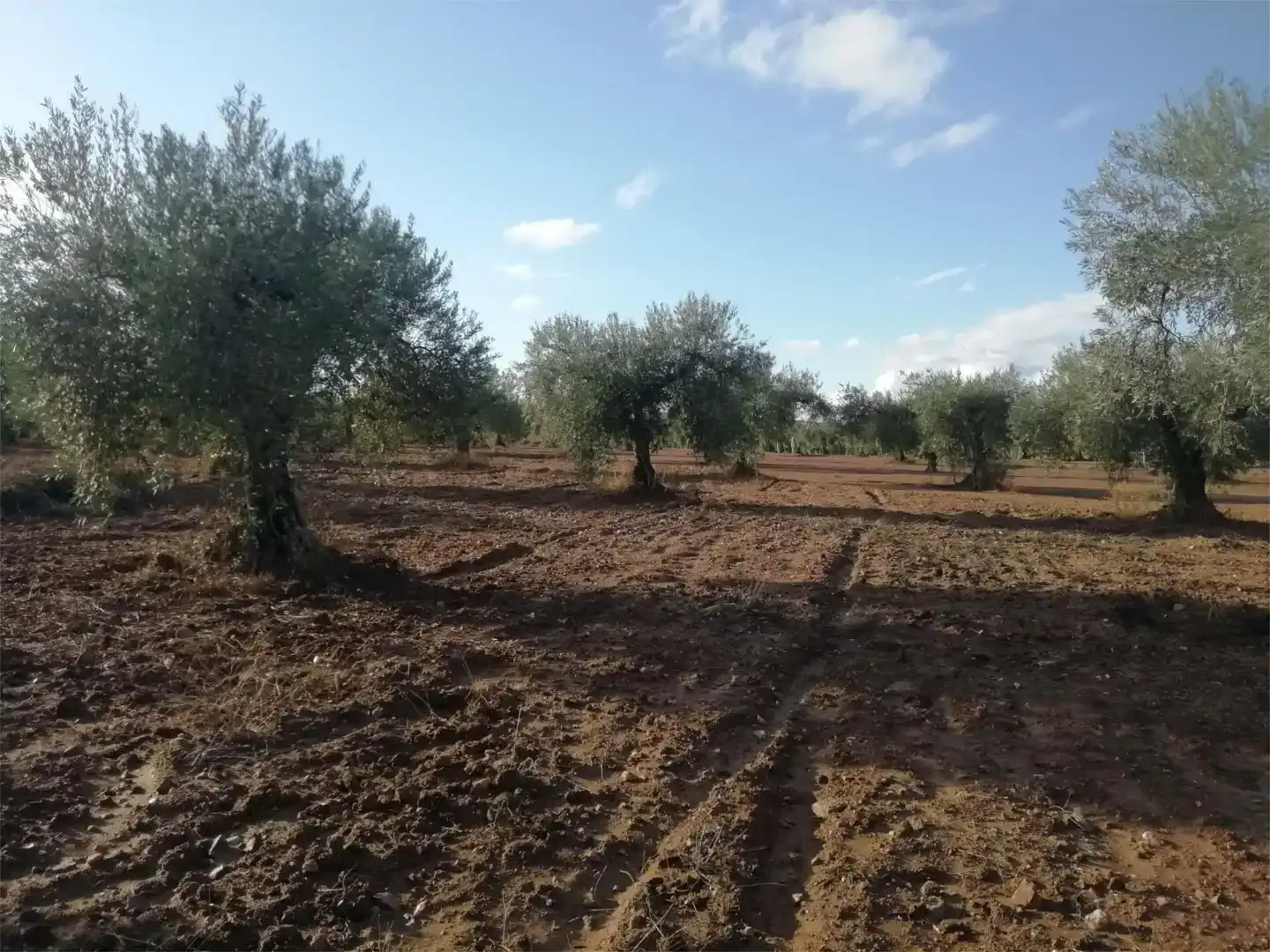 Terreno en venta en Arroyomolinos (Cáceres)