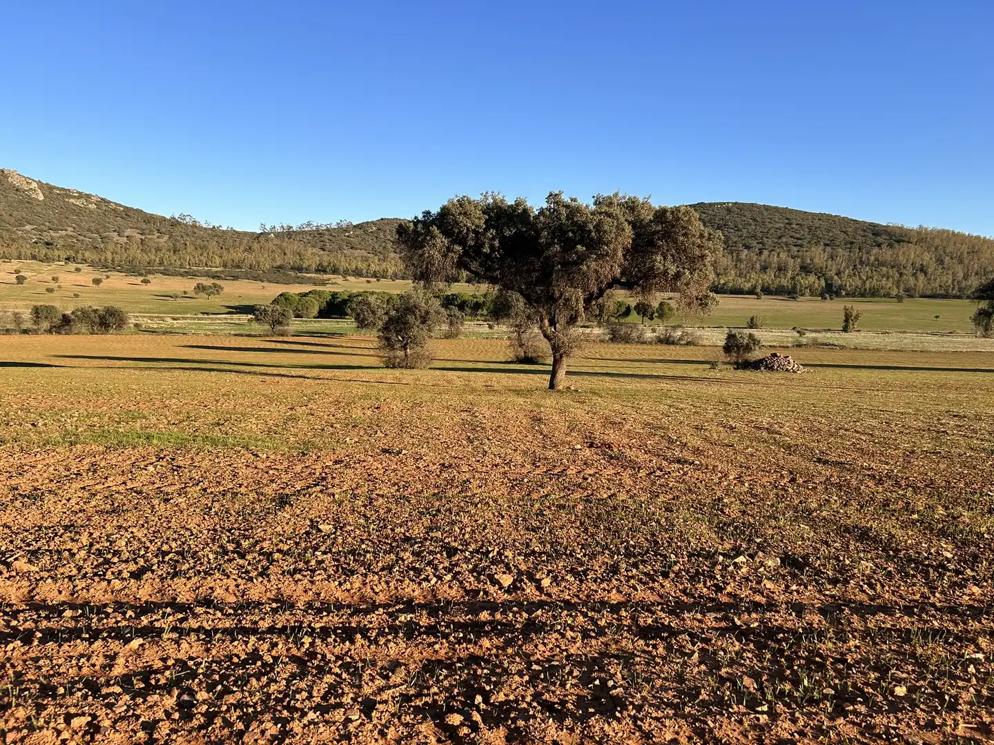 Terreny rústic en venda a Peraleda del Zaucejo, imagen 16
