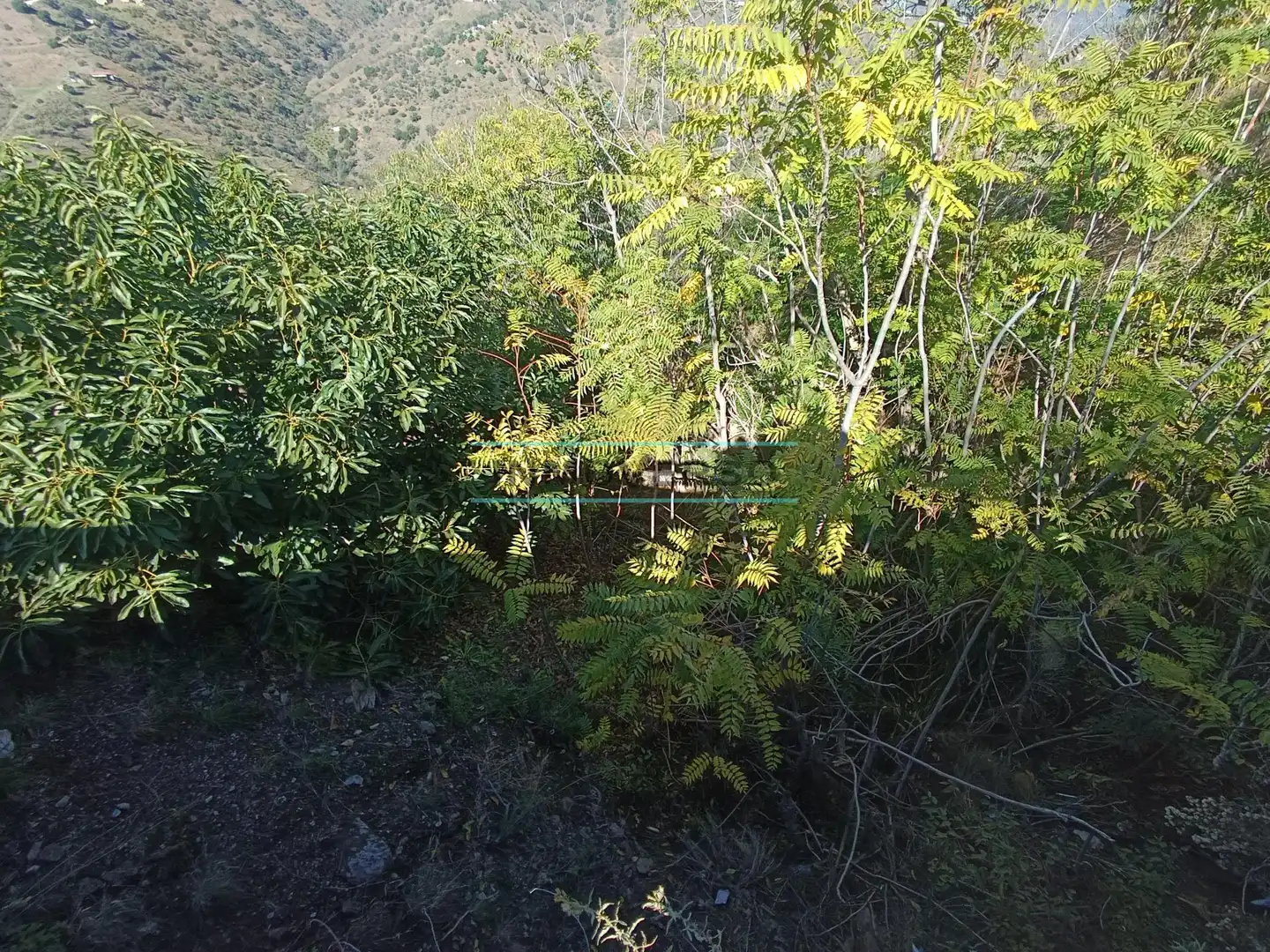 Terreny rústic en venda a Sayalonga, imagen 18