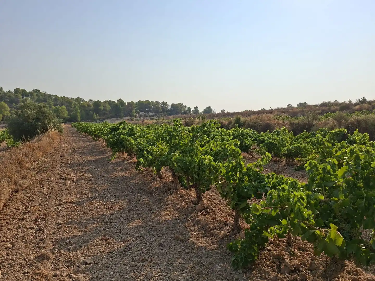 Terreno en venta en Nonaspe