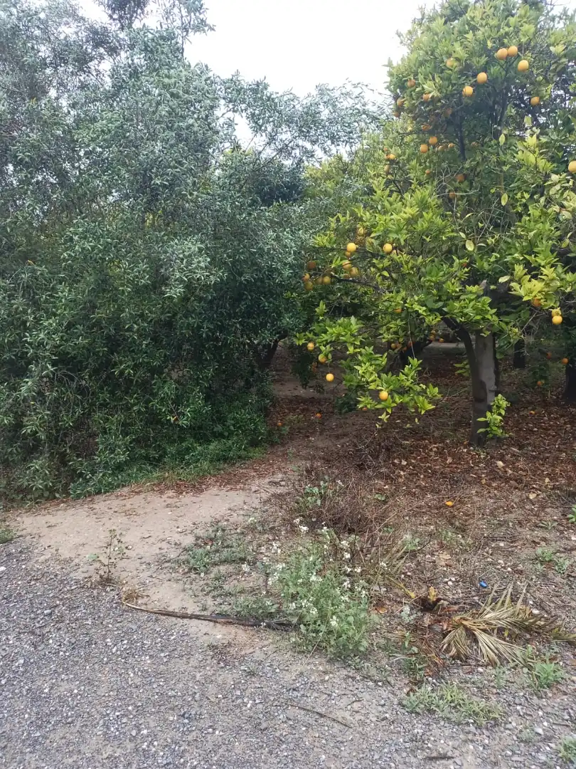 Terrain rustique à vendre à La Foia - Daimés - Asprella, imagen 4