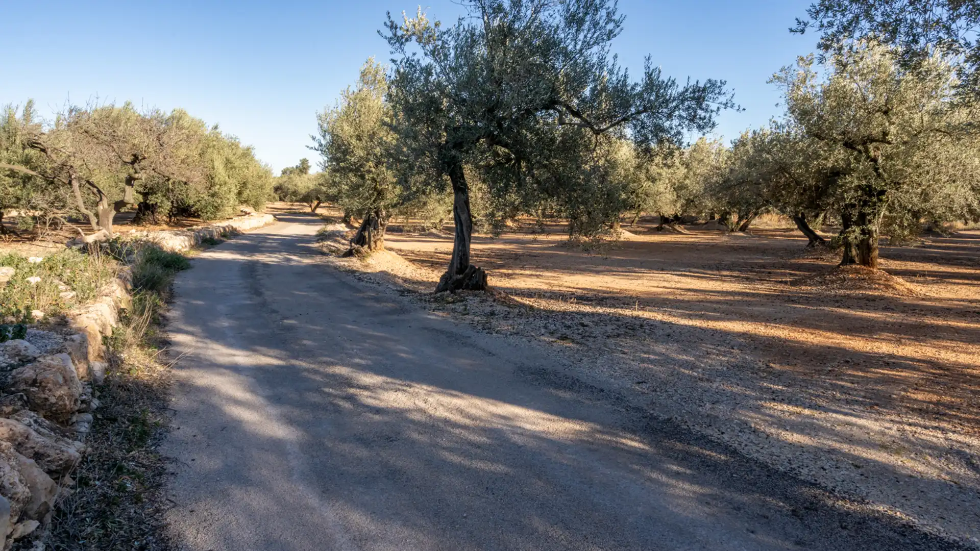 Terreno en venta en Mas de Barberans