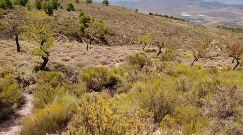 Terreno en venta en Alcolea