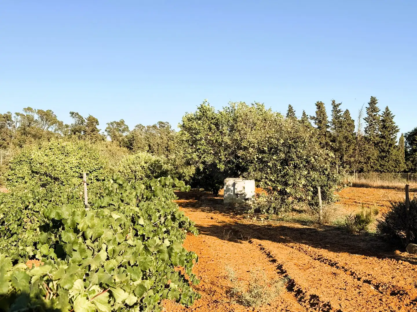 Terreni e lotti in vendita a DS PAGO MELILLA 536 POLIGONO 16 PARCELA 536, imagen 16