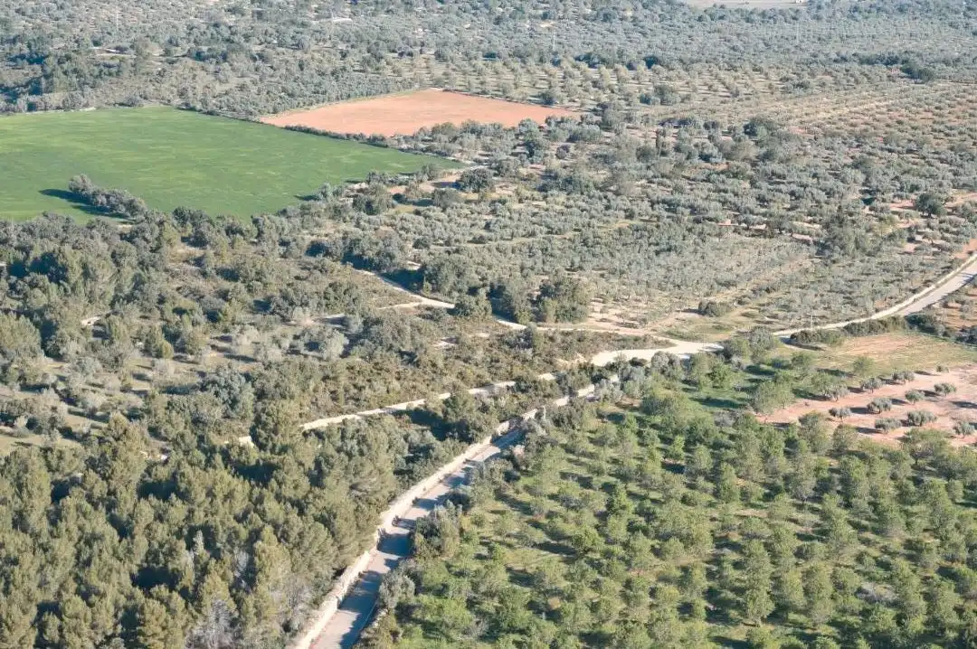 Terreny rústic en venda a San Jorge / Sant Jordi