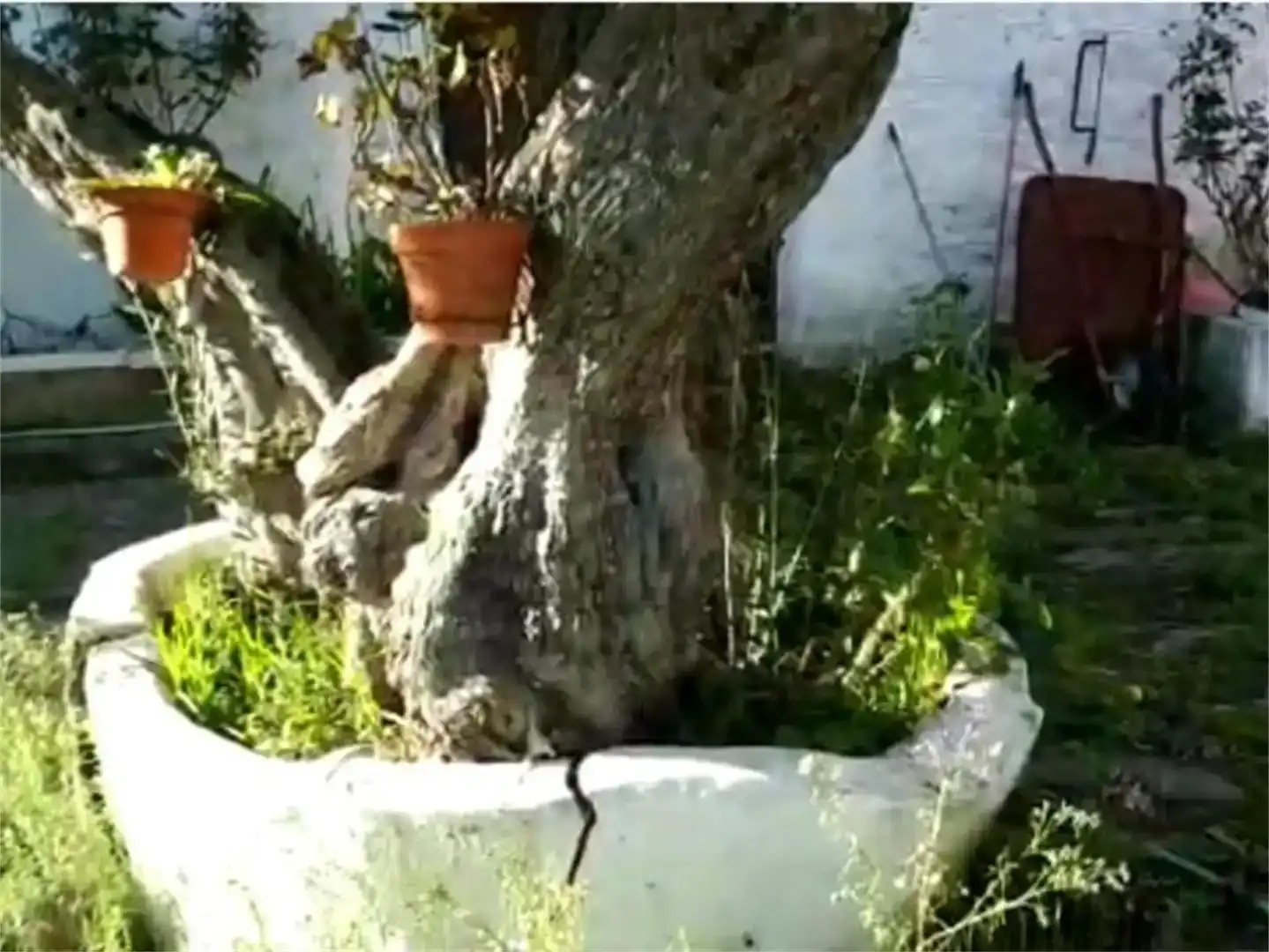Jardí de Casa adosada en venda en Torrejoncillo amb Jardí privat