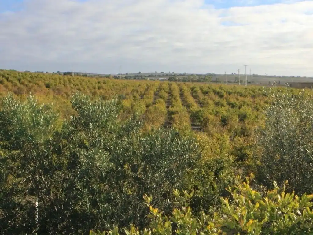 Terreno en venta en Jerez de la Frontera