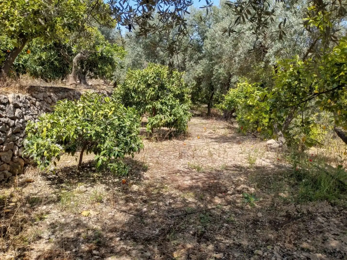Terreni e lotti in vendita a El Valle, imagen 9