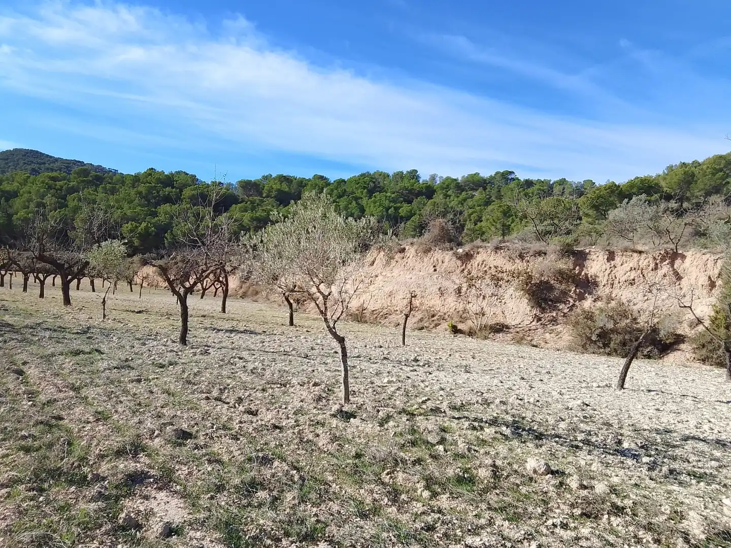 Terreno rustico in vendita a Carrer la Creu, imagen 32