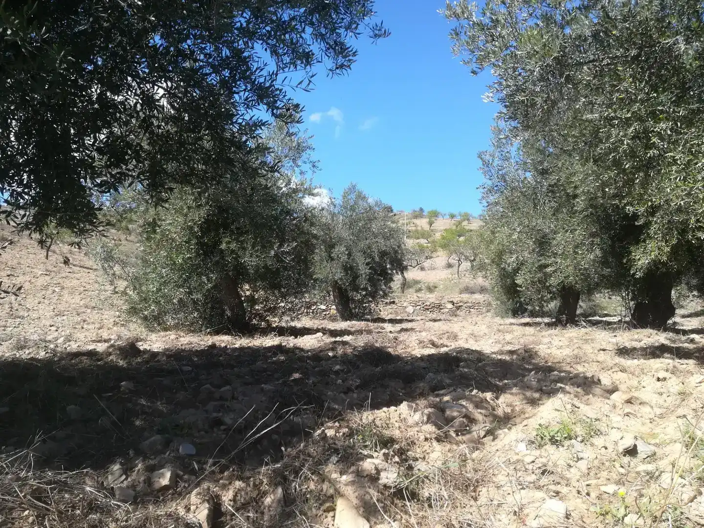 Terreno en venta en Tahal