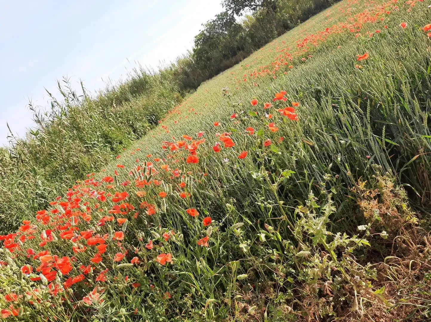 Jardí de Finca rústica en venda en Reus