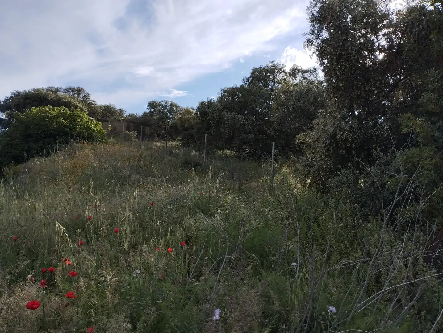 Terreno rustico in vendita a Calle Doña Mencía, imagen 2