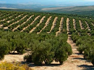 Terreno rustico in vendita a Jabalquinto