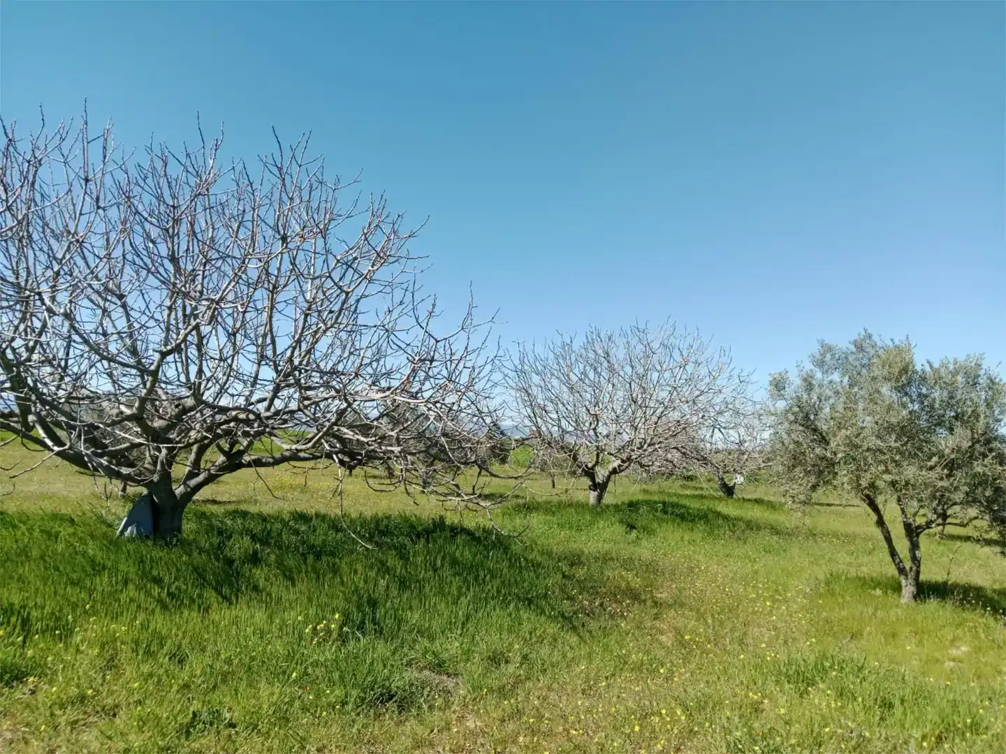 Terreno en venta en Santa Olalla, Toledo