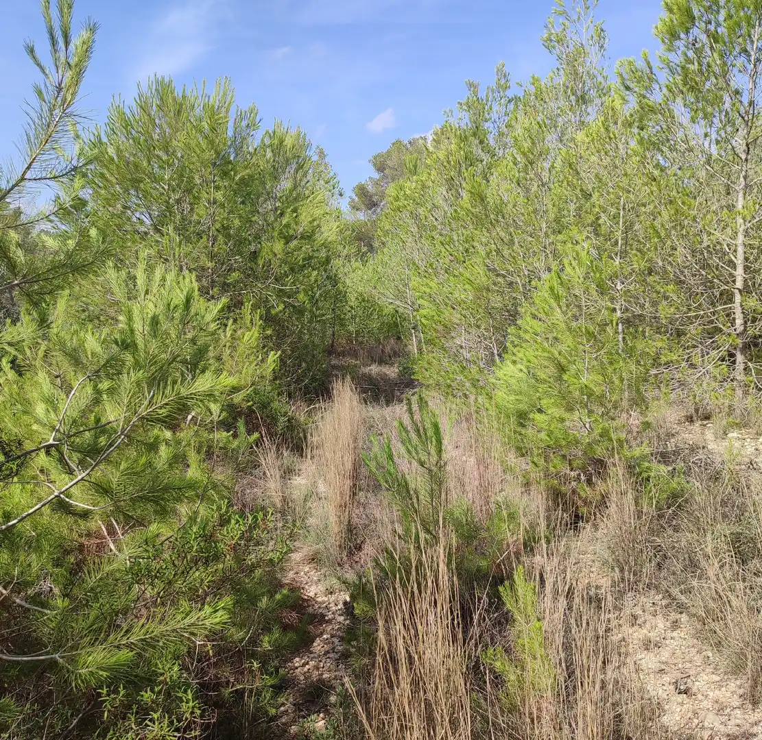 Rural land for sale in Sant Joan, imagen 7