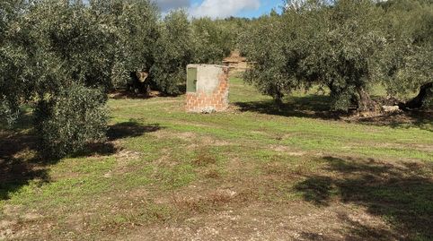 TERRENO CON NAVE, imatge 4