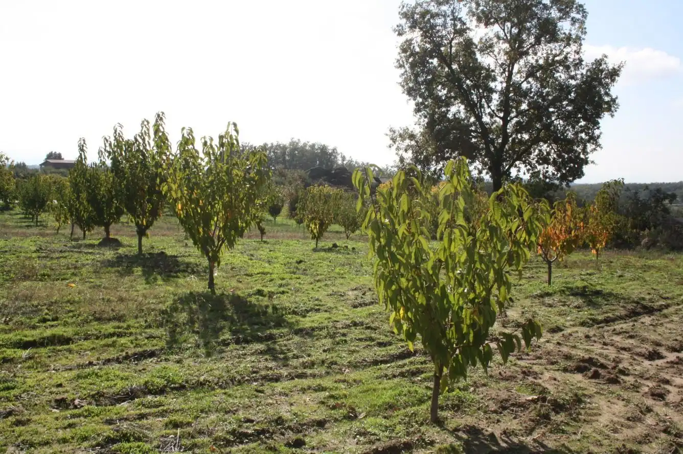 Finca rústica en venta en Torremenga con Jardín privado, Terraza y Amueblado