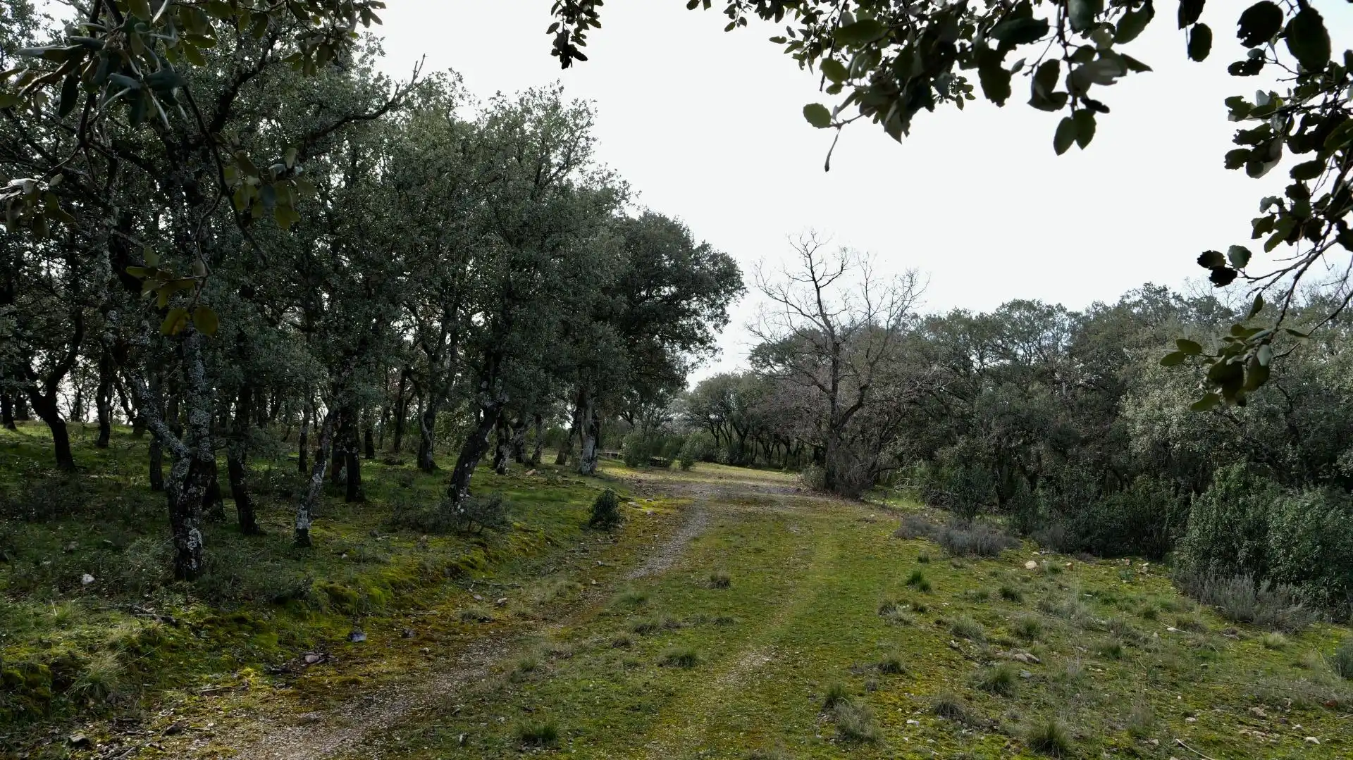 Land for sale in Arbancón