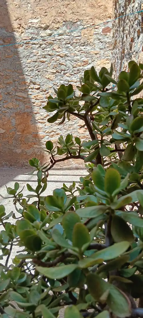 Jardín de Casa o chalet en venta en Alcalà de Xivert con Amueblado