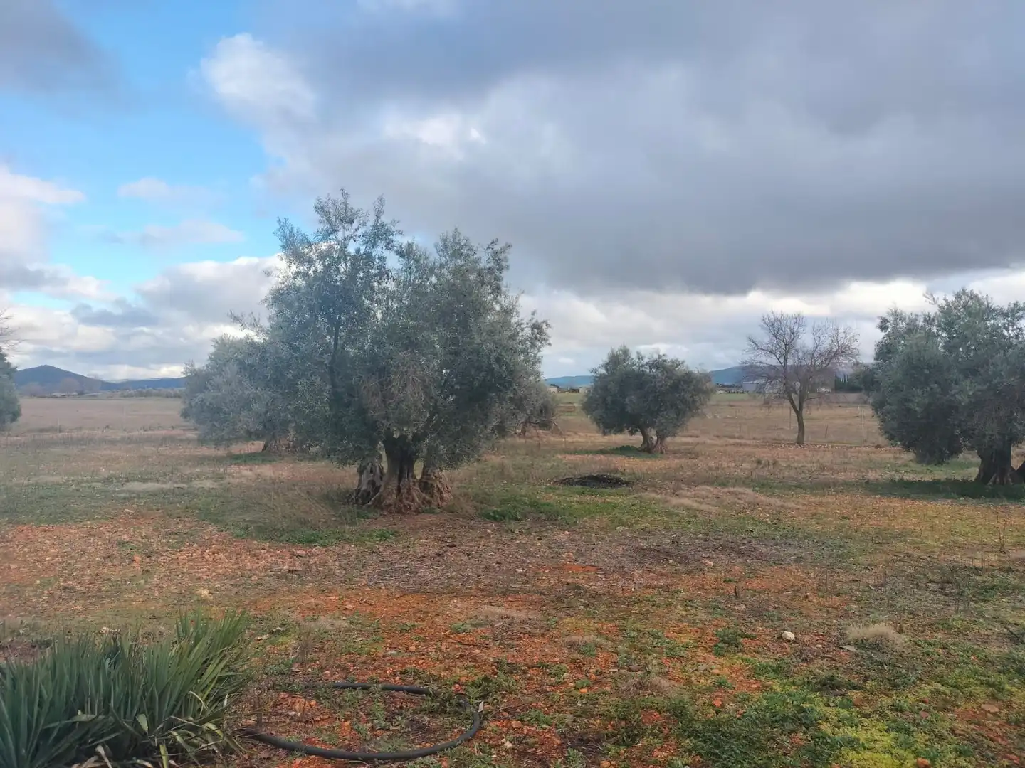 Finca rústica en venta en Argamasilla de Calatrava