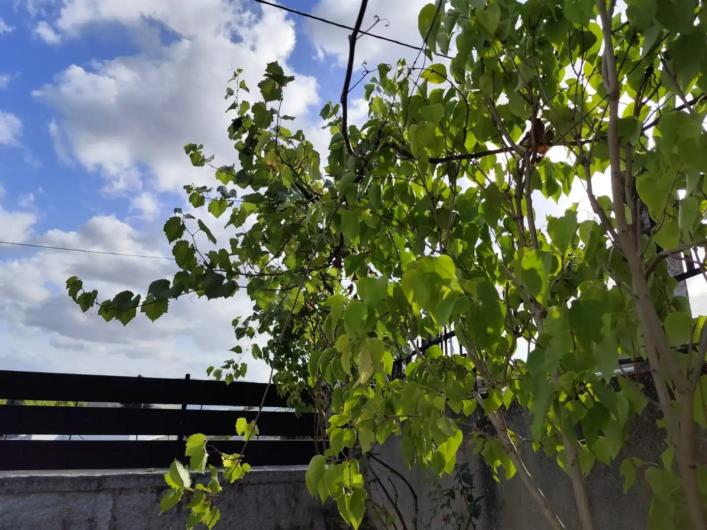 Jardín de Casa o chalet en venta en Ourense Capital  con Calefacción, Jardín privado y Balcón