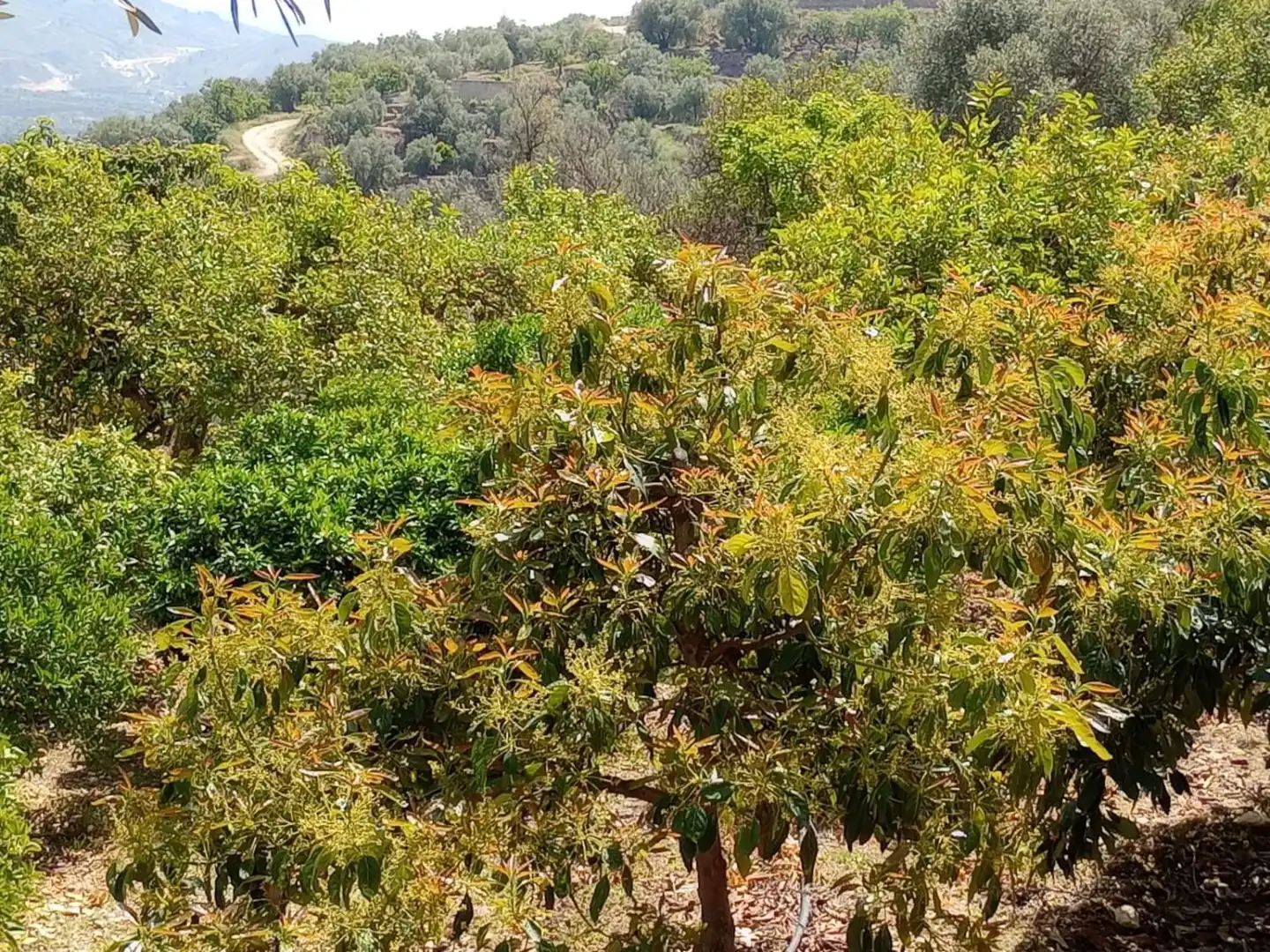 Terreni e lotti in vendita a El Valle, imagen 16