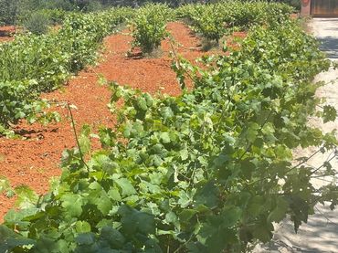 Rustikales Grundstück zum Verkauf in Sant Joan de Labritja, Spain sn